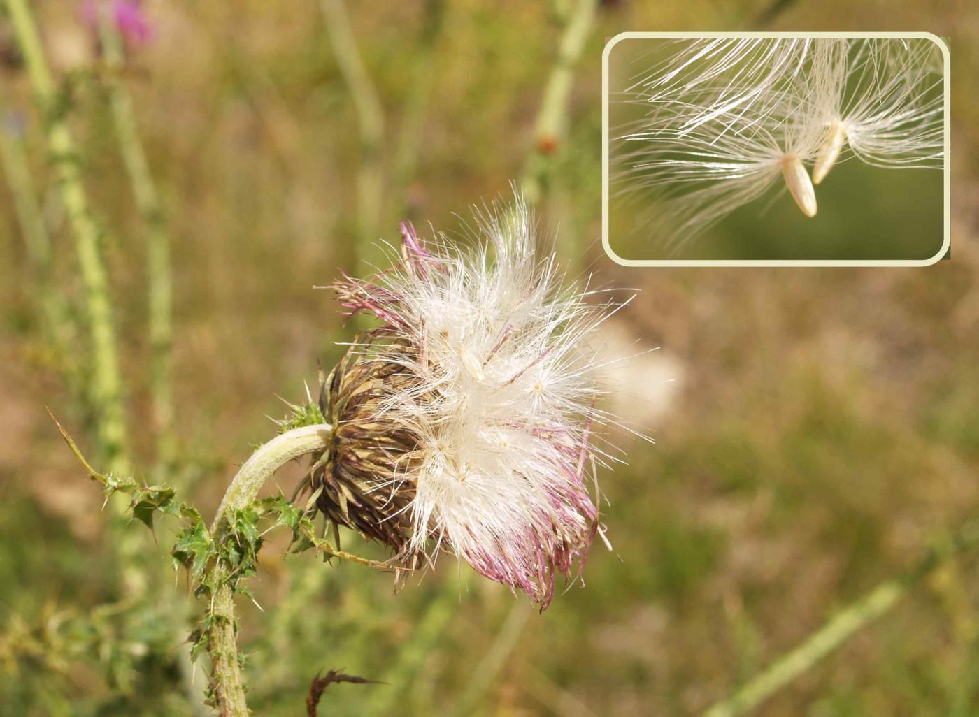 Thistle, Musk fruit